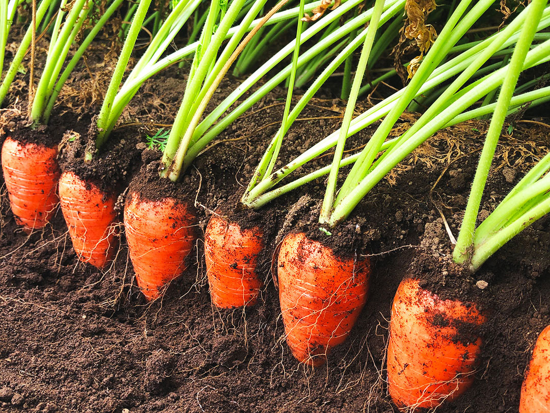 14. 動物は涙を流すが、感情は関係ない